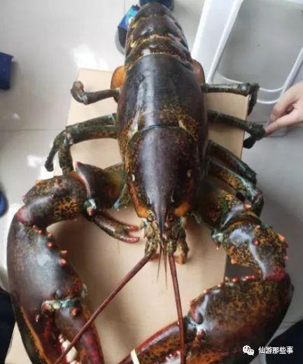 188十斤龙虾爆料视频,一场惊心动魄的美食冒险